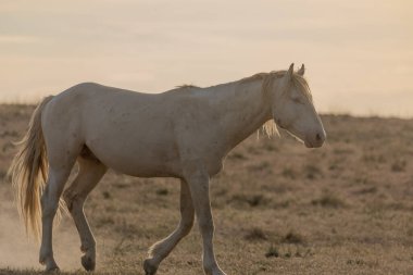 Utah Çölünde Vahşi At