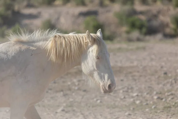 Cavalo Selvagem Deserto Utah — Fotografia de Stock