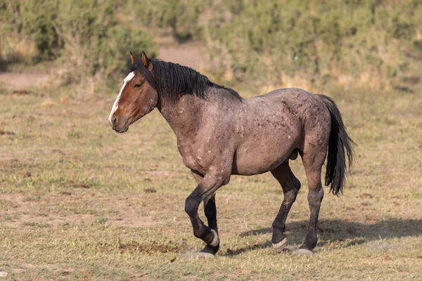 Wild Horse Utah Desert — Stock Photo, Image