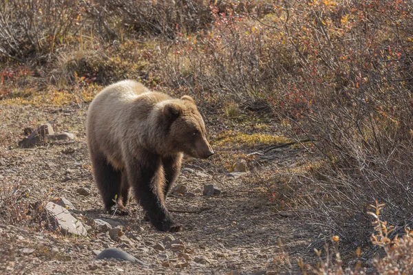 Ein Grizzlybär Denali Nationalpark Alaska Herbst — Stockfoto