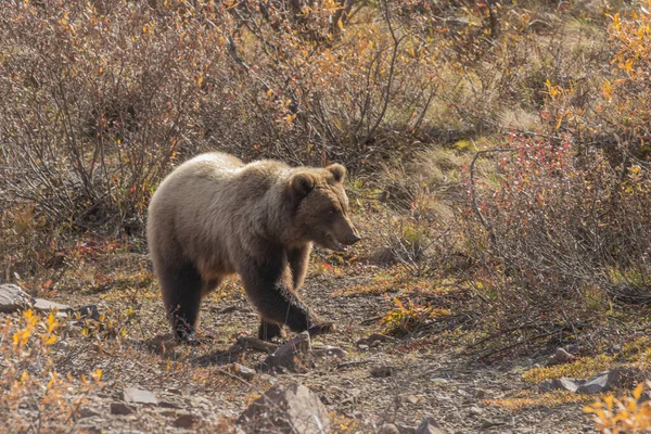 Grizzlybjörn Denali Nationalpark Alaska Hösten — Stockfoto