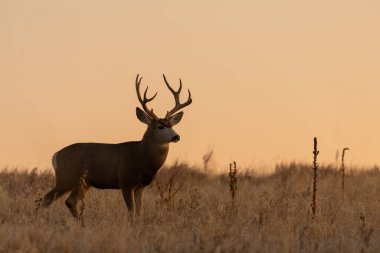 Sonbahar monotonluğu sırasında gün doğumunda katır geyiği