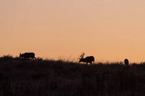Mule Deer Sunrise Fall Rut — Stock Photo, Image