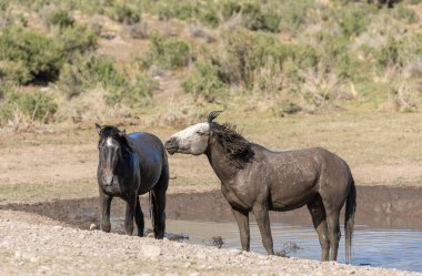 Baharda Utah çölünde vahşi atlar