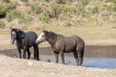 Baharda Utah çölünde vahşi atlar