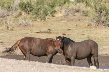 Baharda Utah çölünde vahşi atlar