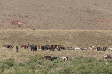 Baharda Utah çölünde vahşi atlar