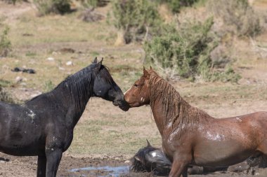 Utah çölündeki bir su birikintisinde vahşi atlar.