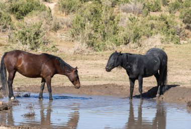 Utah çölündeki bir su birikintisinde vahşi atlar.