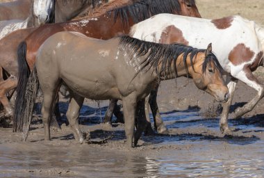 Utah çölündeki bir su birikintisinde vahşi atlar.