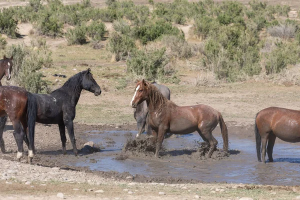 Utah çölündeki bir su birikintisinde vahşi atlar.