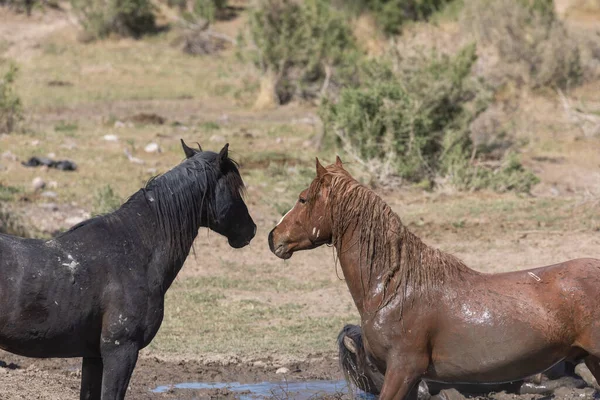 Utah çölündeki bir su birikintisinde vahşi atlar.