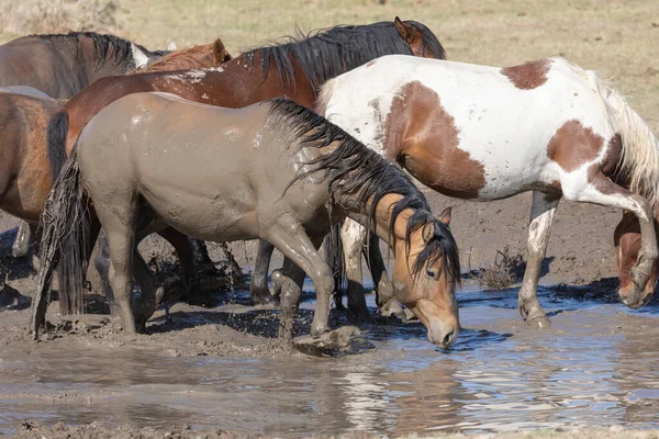 Utah çölündeki bir su birikintisinde vahşi atlar.