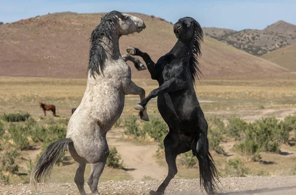 Άγρια Άλογα Επιβήτορες Την Άνοιξη Στην Έρημο Της Γιούτα — Φωτογραφία Αρχείου