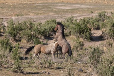 Utah çölünde baharda vahşi at aygırları