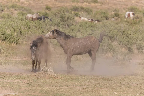 Wild Horse Stallions Spring Utah Desert — Stock Photo, Image