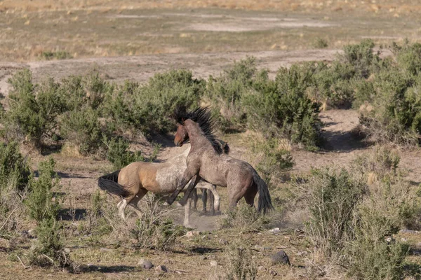 ユタ砂漠の春に野生の馬の群れ — ストック写真