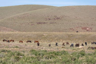 Utah çölünde vahşi bir at sürüsü.