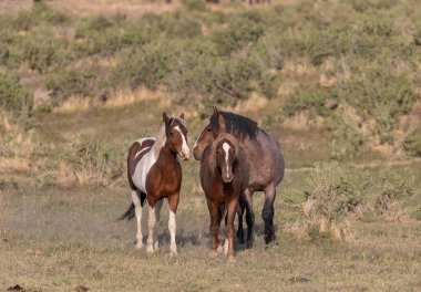 Utah çölünde vahşi bir at sürüsü.