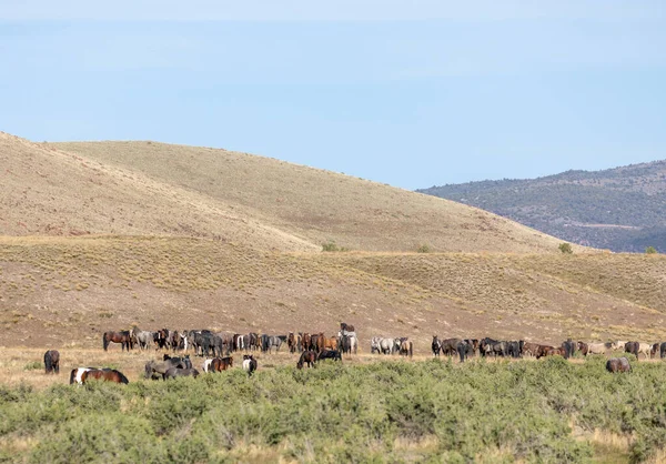 ユタ砂漠で野生の馬の群れが — ストック写真