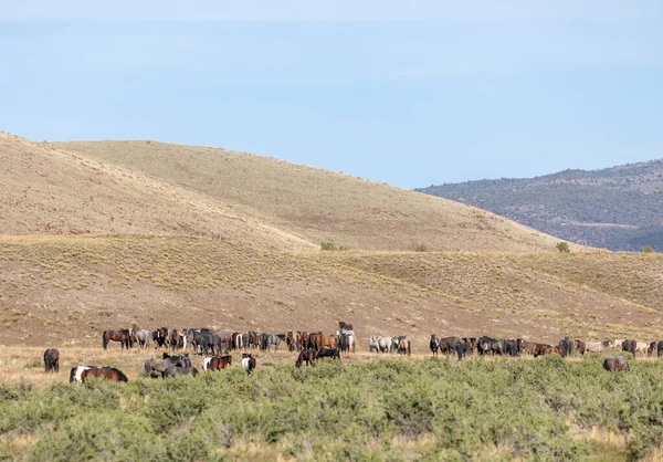 Uma Manada Cavalos Selvagens Deserto Utah — Fotografia de Stock