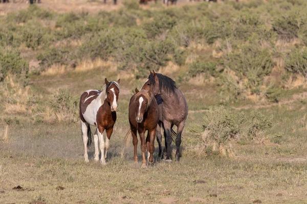 Стадо Диких Лошадей Пустыне Юта — стоковое фото