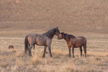 Utah çölünde ilkbaharda vahşi atlar