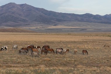 Utah çölünde ilkbaharda vahşi atlar