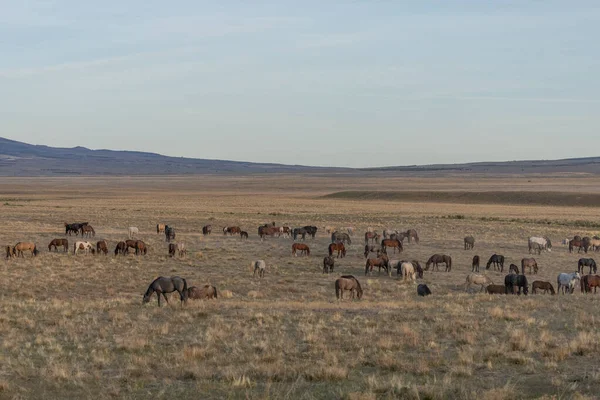 Wilde Paarden Het Voorjaar Utah Woestijn — Stockfoto