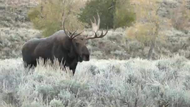 Alce Touro Shiras Grand Teton National Park Wyoming Outono — Vídeo de Stock