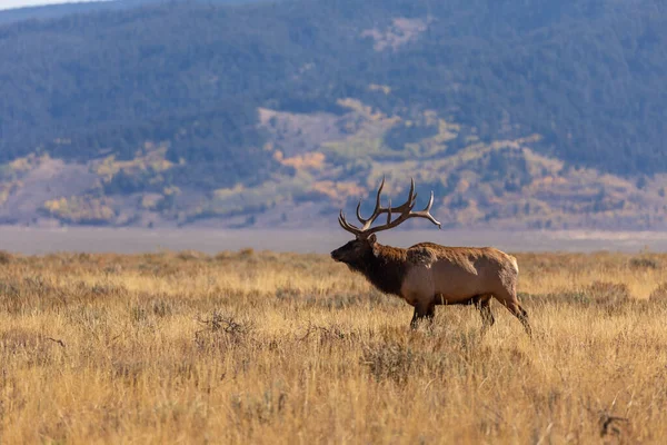 Een Stiereneland Tijdens Herfstsleur Wyoming — Stockfoto