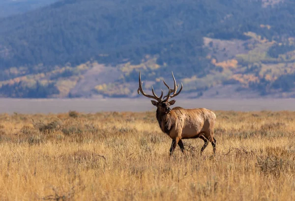 ワイオミング州の秋のラットの間に雄牛の皮 — ストック写真