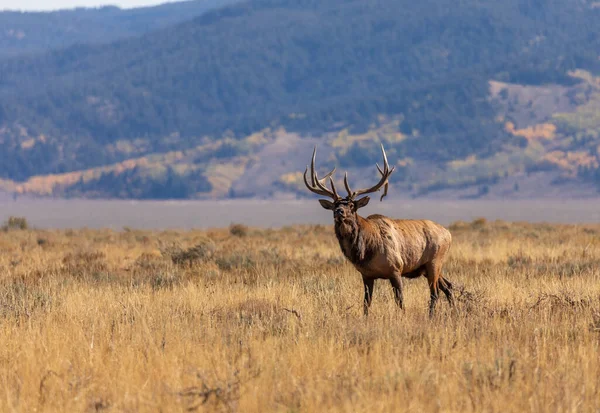 Bull Elk Fall Rut Wyoming — Stock Photo, Image