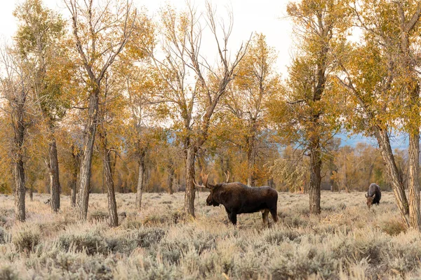 Alce Shiras Del Toro Durante Carreggiata Caduta Nel Wyoming — Foto Stock
