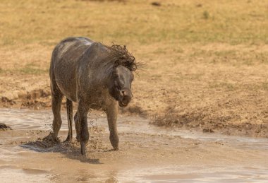 Utah 'ta çöldeki bir su birikintisinde vahşi bir at.