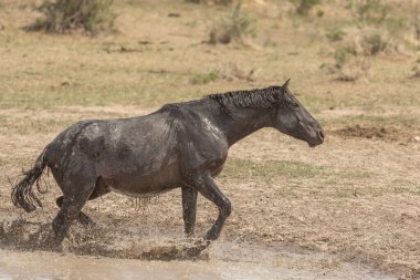 Utah 'ta çöldeki bir su birikintisinde vahşi bir at.