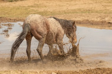 Utah 'ta çöldeki bir su birikintisinde vahşi bir at.