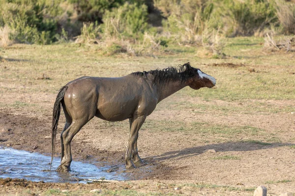 Cavallo Selvaggio Una Pozza Acqua Del Deserto Nello Utah — Foto Stock