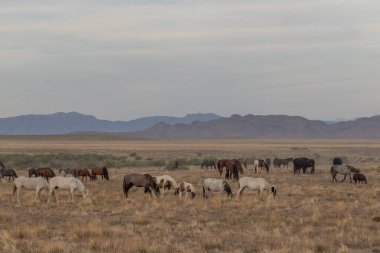 Utah çölünde ilkbaharda vahşi atlar
