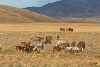 Utah çölünde ilkbaharda vahşi atlar