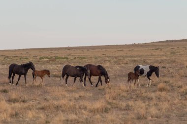 Utah çölünde ilkbaharda vahşi atlar