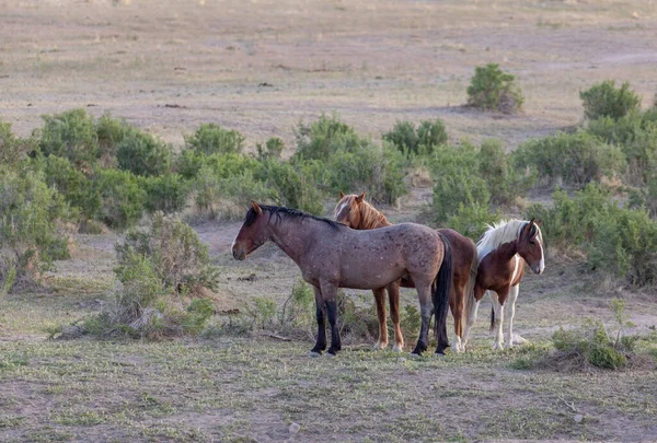 ユタ砂漠の春に野生の馬 — ストック写真