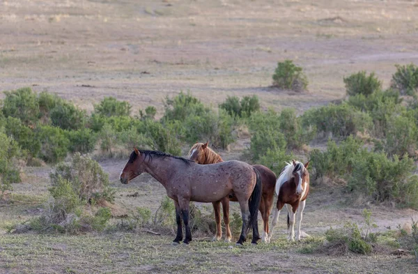 Wildpferde Frühling Der Wüste Von Utah — Stockfoto