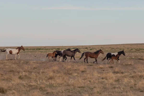 Caballos Salvajes Primavera Desierto Utah — Foto de Stock