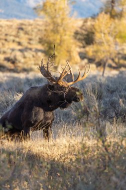 Wyoming 'deki sonbahar monotonluğu sırasında bir boğa shiras geyiği