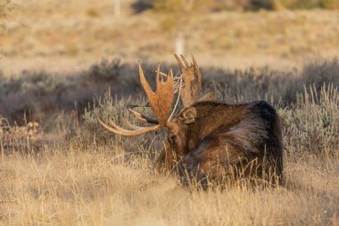 Wyoming 'deki sonbahar monotonluğu sırasında bir boğa shiras geyiği