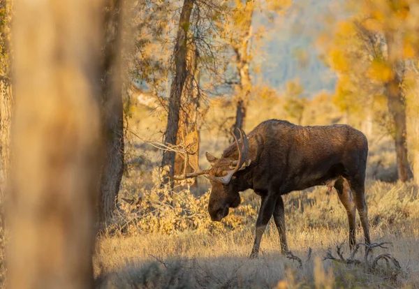 Bull Shiras Moose Fall Rut Wyoming — Stock Photo, Image