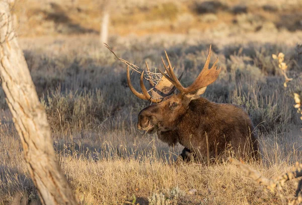 Een Stier Shiras Eland Tijdens Herfst Bronst Wyoming — Stockfoto