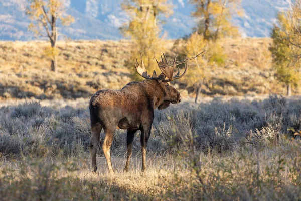 Een Stier Shiras Eland Tijdens Herfst Bronst Wyoming — Stockfoto