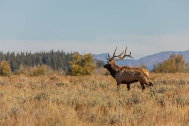 Wyoming 'deki sonbahar monotonluğu sırasında bir boğa geyiği.